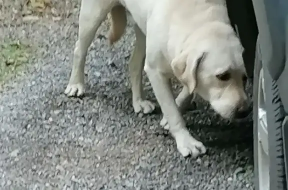 Собака Лабрадор найдена на Челюскинцев улице, Донецк