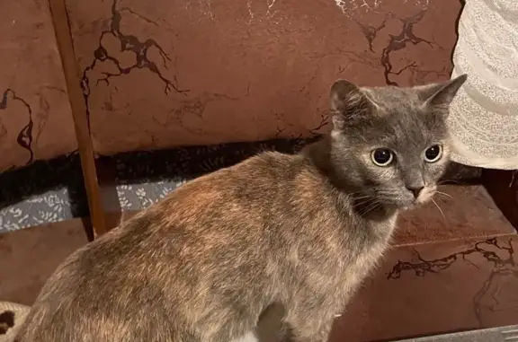 Потерянный кот найден в Вологде, ул. Чернышевского, 27
