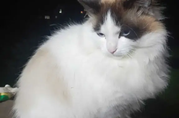 Ласковая кошка найдена в Сопохе, Карелия