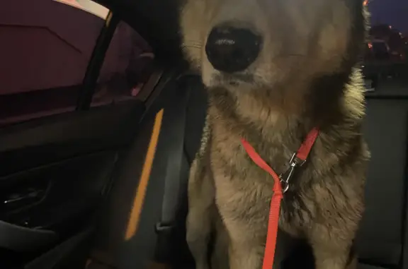 Найдена собака на Дмитровском шоссе, 163А к1, Москва