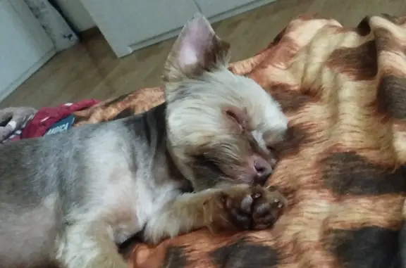 Собаки потеряшки, Санкт-Петербург, фото: Потеряшка собака в Санкт-Петербурге, ищем