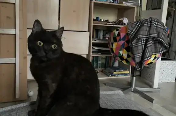 Пропала черная кошка без ошейника в Немчиново