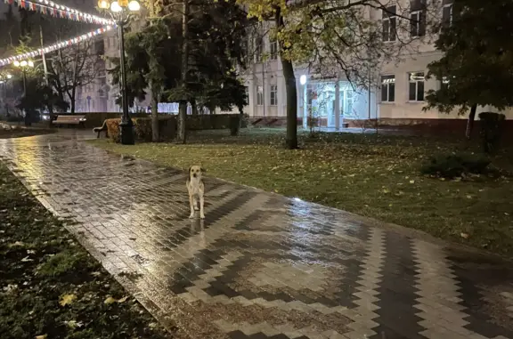 Собака с ранками на лапе найдена на Державинской улице, Тамбов