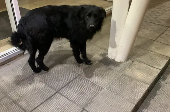 Собака найдена на Олимпийском проспекте, Мытищи