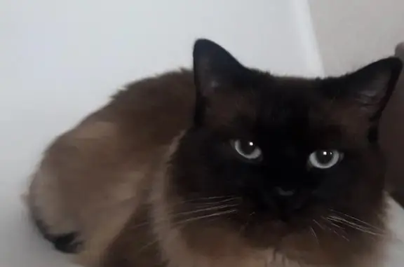 Кошки потеряшки, Санкт-Петербург, фото: Потеряшка кошка на Шлиссельбургском проспекте