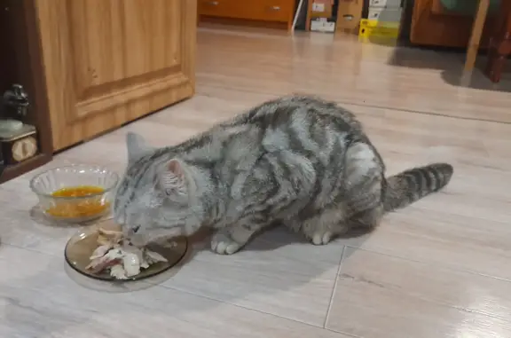 Найдена кошка в Кемеровской области