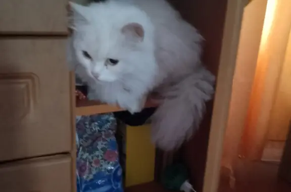 Пропала кошка: белый окрас, глухая, ул. Титова, Новосибирск