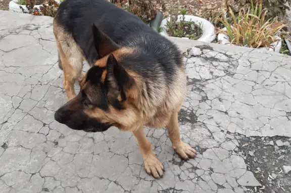 Найдена собака Овчарка, молодой кобель, ищем хозяина. Адрес: 2-я Строительная улица, Барнаул.