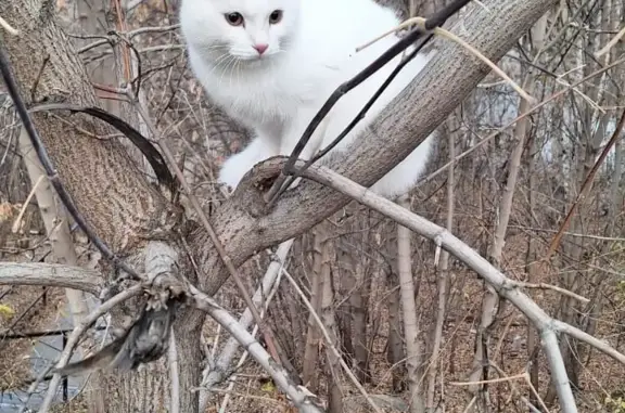 Найдена домашняя кошка на пр. Мира, 36, Томск