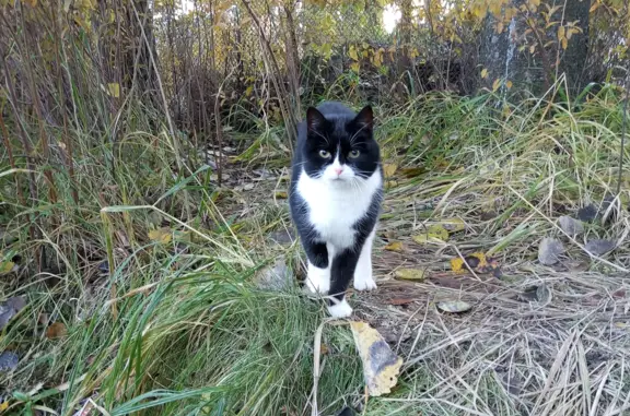 Найдена бездомная кошка на ул. Суворова, 25, Рощино