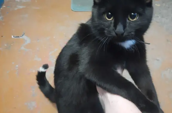 Найдена кошка Котенок с ошейником, чёрный с белым кончиком хвоста