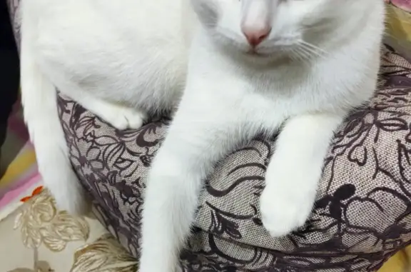 Пропала кошка: Белый кот, 3,5 года. Ул. Союзная, 119, Ижевск