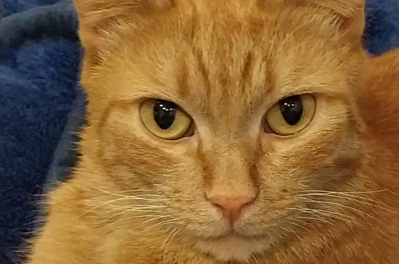 Пропала кошка: у рыжего кота зелено-оранжевые глаза. 4 дом, 8 мкрн, 14 октября. Качканар.