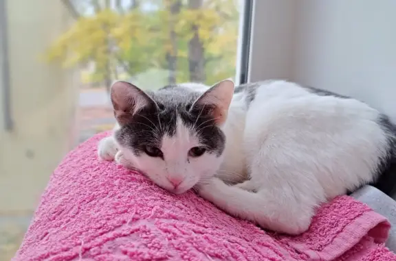 Кошки потеряшки, Ульяновск, фото: Потеряшка кошка возле детского сада Петушок, Ульяновск