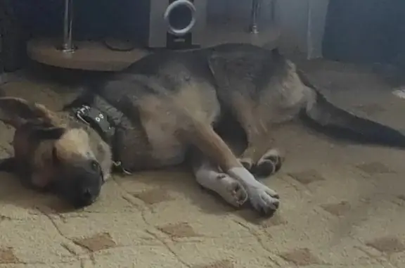 Пропала собака Лайка в Железногорске