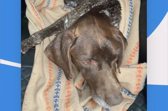 Собака Охотничья найдена на обочине в Рязани, недалеко от Солотчи