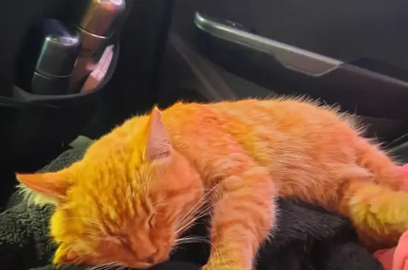 Найден рыжий кот в Ольховке, ищет новый дом