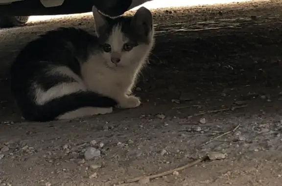 Найдена кошка-котенок на Семёновской ул., 35