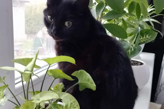 Кошка Черный кот найдена на Алексеевской улице