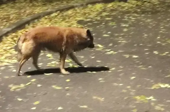 Найдена собака возле метро Нижегородская, ул. Верхняя Хохловка, 31