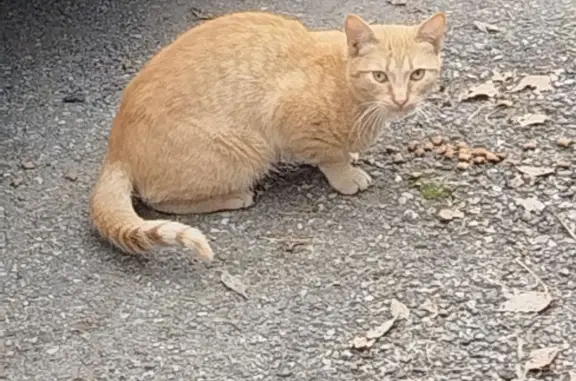 Найдена кошка Рыжий котик в Тольятти, нужен приют