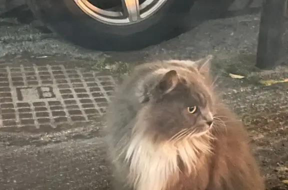 Найдена кошка на Варшавской улице, СПб
