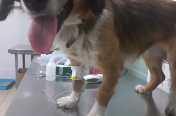 Пропала собака: Пумба, 20.10.23, Район Мариуполького шоссе