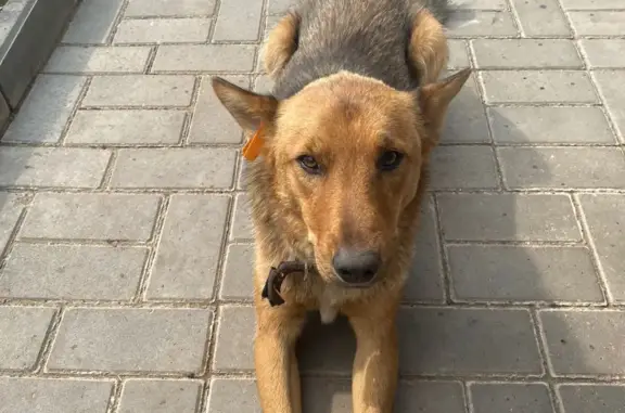 Пропала собака на СНТ Загородный, требуется информация
