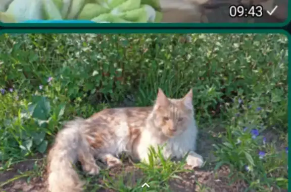 Пропала кошка Мейн-Кун в Терновском сельском поселении, Саратовская область