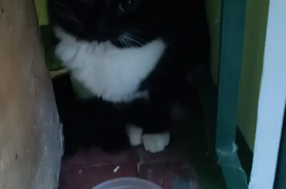 Найдена домашняя кошка, улица Баранова, 35