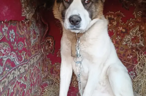 Собака Алабай найдена на пр. Ленина, 86, Абакан