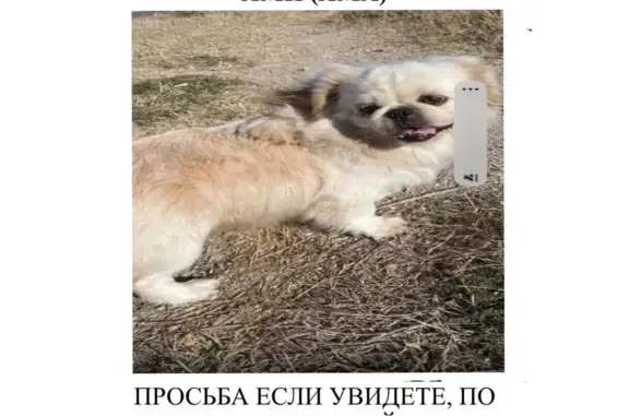 Пропала собака Ями, Севастополь, Арама Сунгурьяна 29