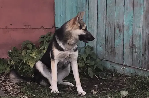 Собака найдена: ул. Водопьянова, Артёмовский