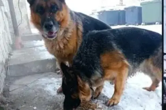 Пропала собака Кабель, Калининградская область