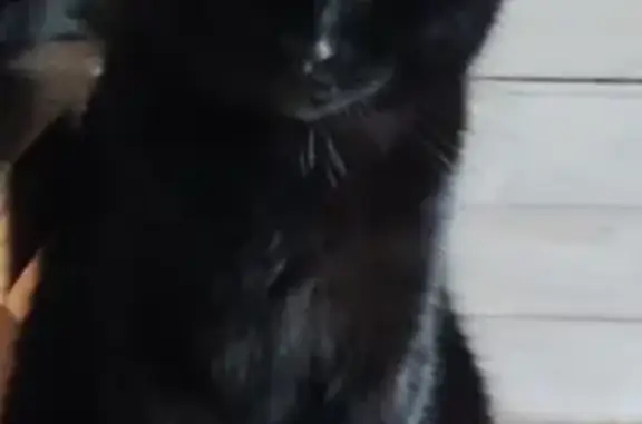 Кошки потеряшки, Санкт-Петербург, фото: Потеряшка черная кошка, Пискарёвский пр. 52, СПб