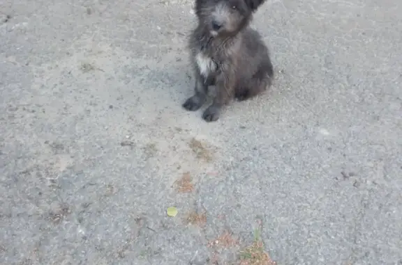 Пропала собака Мальчик, чëрный, 3-й Завокзальный переулок