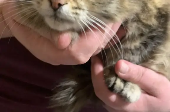 Найдена кошка с ошейником в Горно-Алтайске