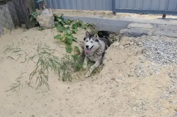 Пропала собака: белая маламутка, ул. Крылова, 16, Крымск