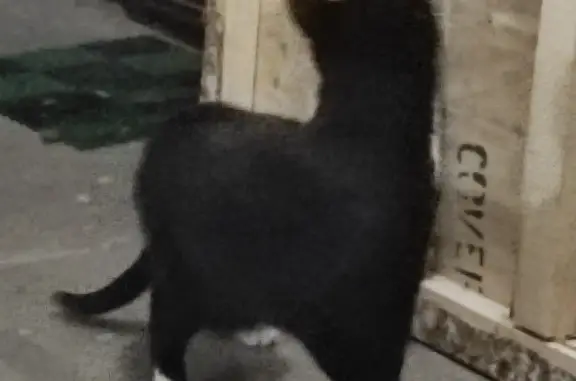 Найдена черная кошка, ищет дом! (ул. Добровольцев, 14, СПб)