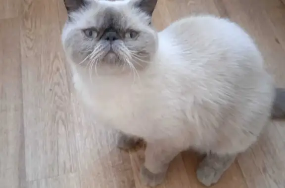 Пропала кошка Тимоля, Цвет: серый, голубые глаза