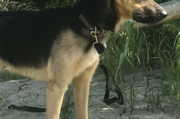Пропала собака Найда на ул. Актюбинская, Оренбург