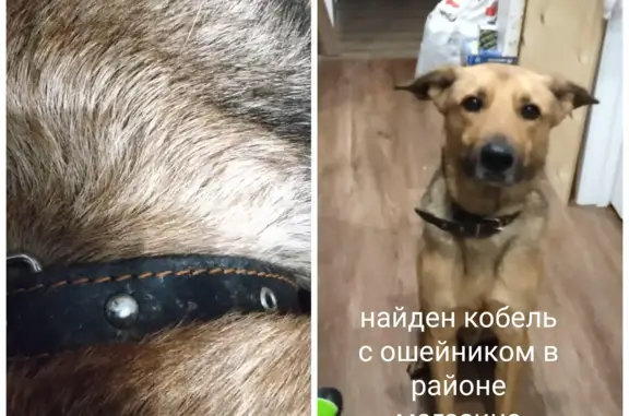 Найден пёс, рыжий, м. Ошейник. Нижний Новгород, Гороховецкая 20.