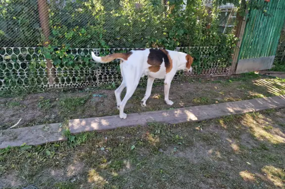 Пропала собака 02.10.2023г. в районе дер. Голянищево - дер. Шарапово, Нижегородская область