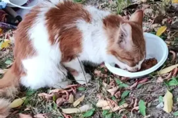 Кошки потеряшки, Ярославль, фото: Потеряшка кошка в Ярославле, ул. Бабича, 11
