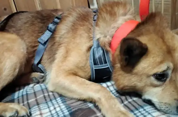 Найдена собака Акита-Ину в ЗАО Кунцево-Строгино, ищем старых хозяев