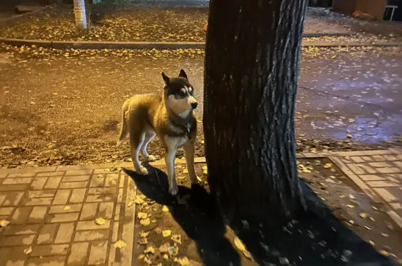 Собака с ошейником бегает возле хинкальной, ул. Моисеева, 3, Воронеж