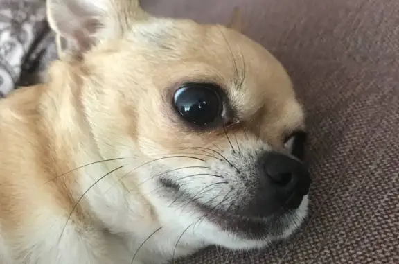 Собаки потеряшки, Нижний Новгород, фото: Потеряшка собака Персик на ул. Пискунова, Н. Новгород