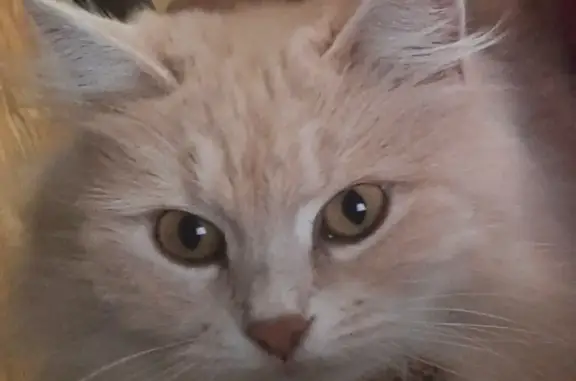 Пропала пушистая персиковая кошка на Западной улице, Северская