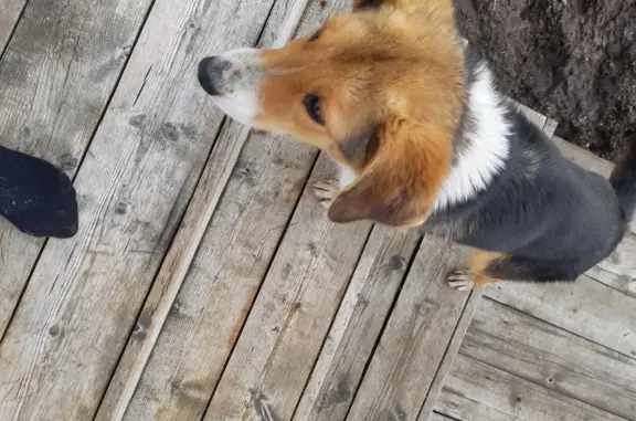Собака с поврежденной лапой найдена в Архангельской области