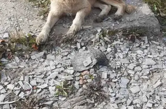 Найдена собака возле Пятëрочки в Александрове